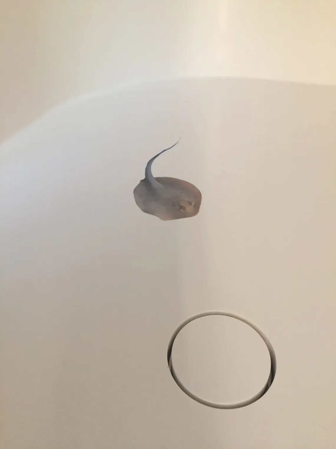 afvoerplug douche-Integraal ontworpen roomdivider Palissander met naadloze witte Corian douche - Typisch Hout